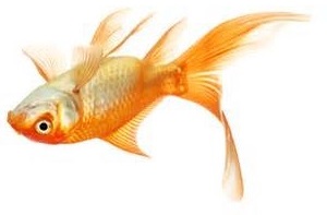 goldfish